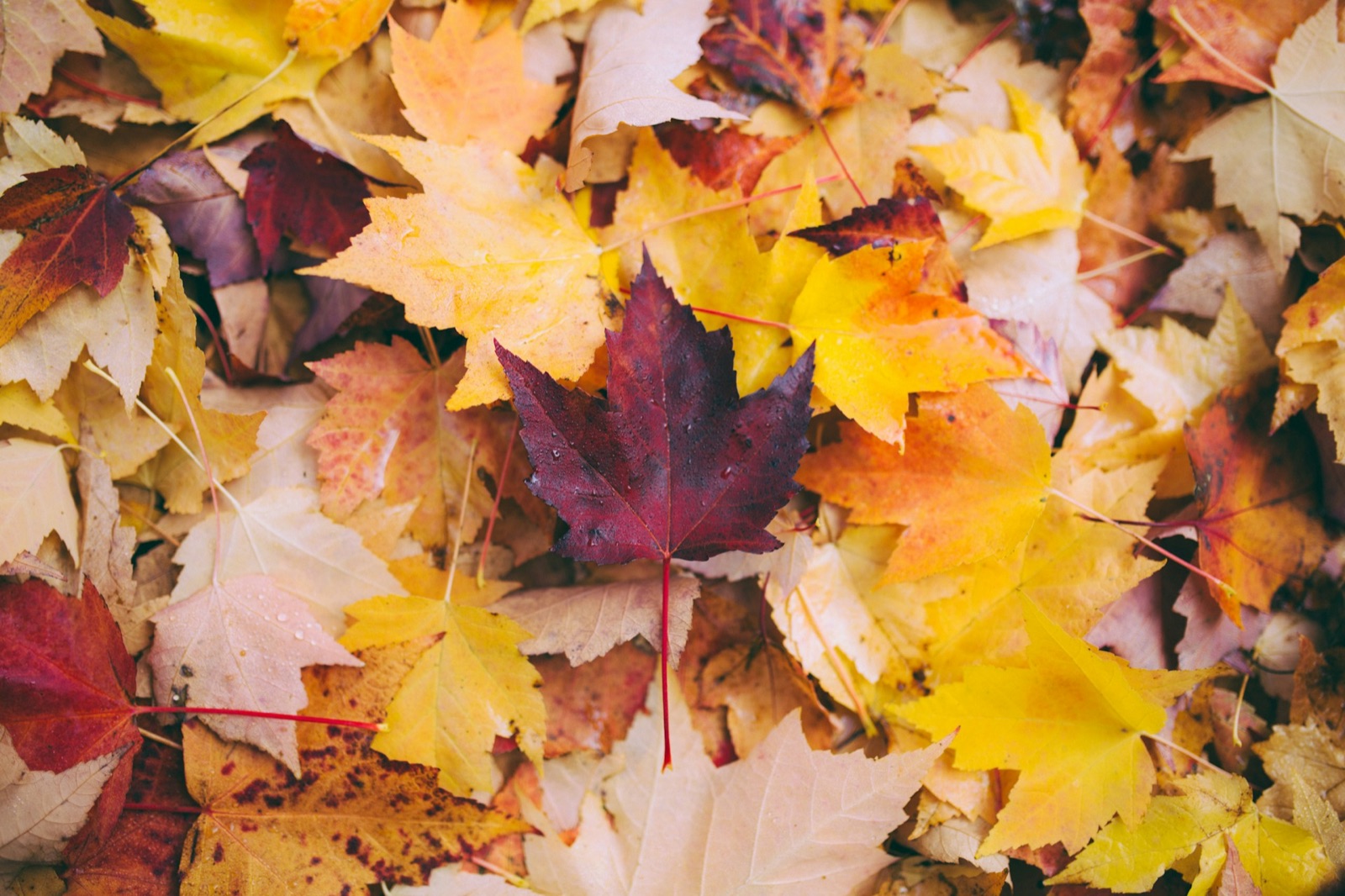 Wet maple leaves in yellow, orange and red, with one deep red leaf at the center.