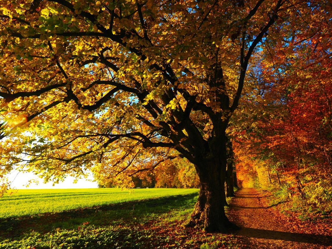 Fall Tree Landscape