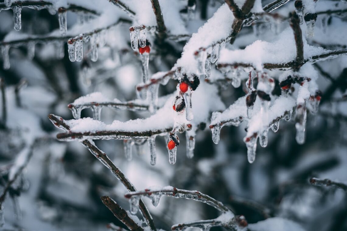 Photo by Jordan Benton: https://www.pexels.com/photo/ice-on-the-tree-branch-828658/